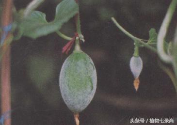 水果盆栽种植哈密瓜,种植水果盆栽哈密瓜