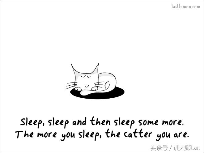 模拟猫咪攻略,驯服猫咪攻略