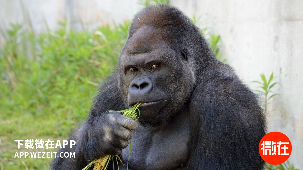 不可思议的戒烟成功,人类为了和平做了哪些事情