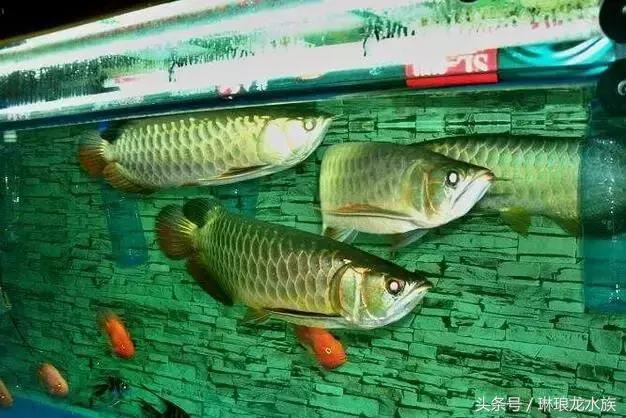 龙鱼生病怎么治疗,龙鱼生病都用些什么药