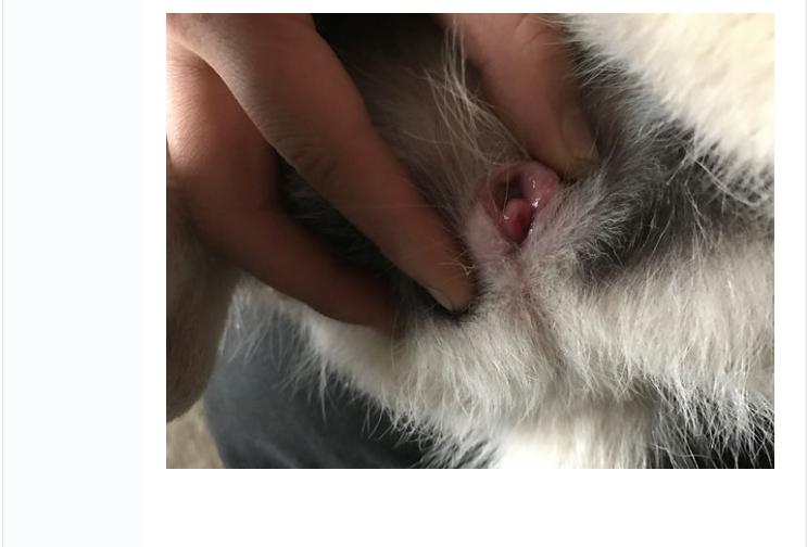 哈士奇身上长脓包,哈士奇豆豆被虫子咬了