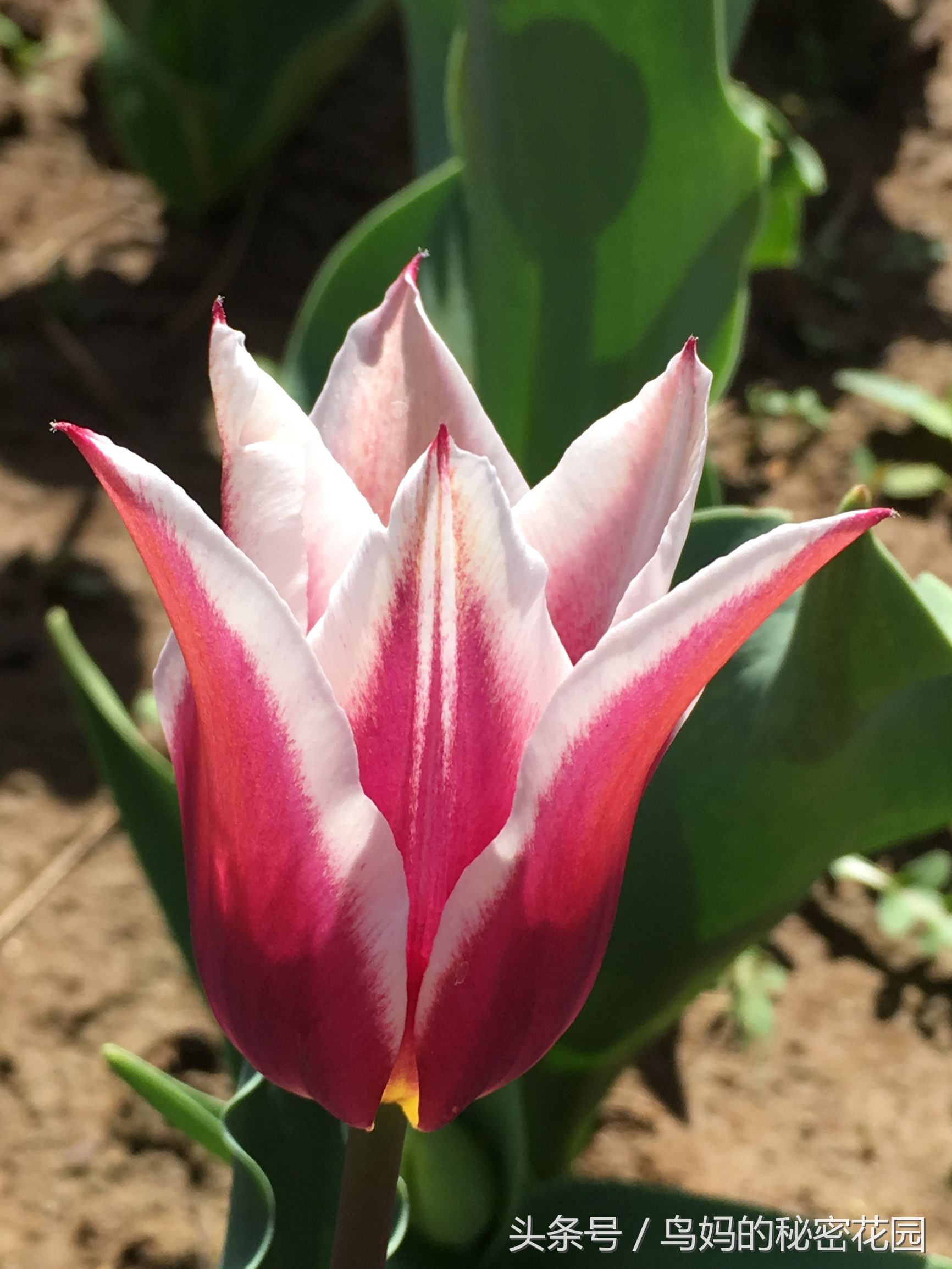 郁金香土培开了花还能复花吗,哪些郁金香花可以复花种植