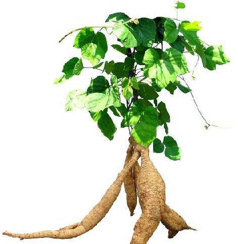 春季祛湿这四种汤必不可少,春季的祛湿良方