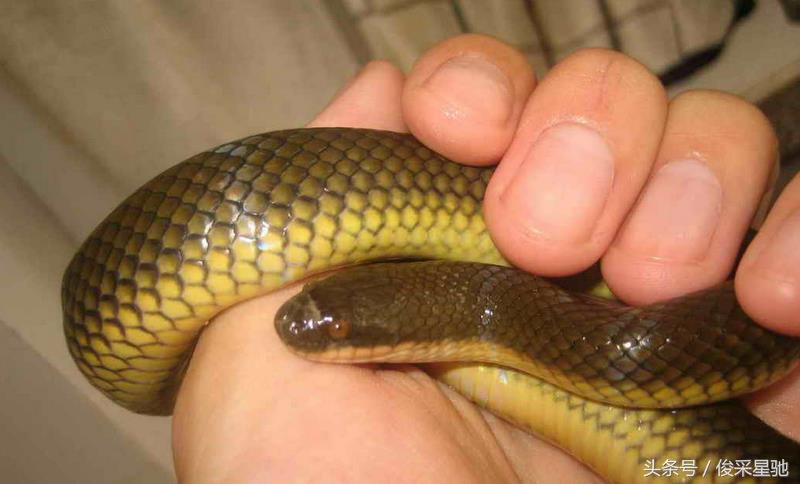 盘点我国毒蛇种类,盘点毒蛇最多的几个国家