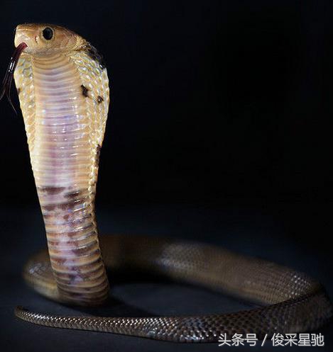 盘点我国毒蛇种类,盘点毒蛇最多的几个国家