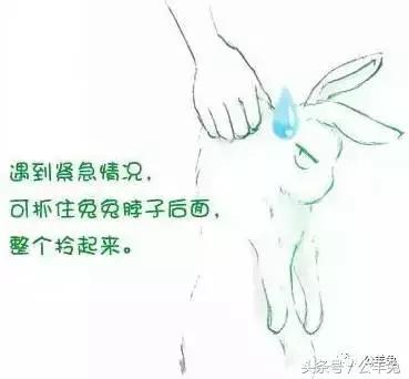 养兔技术及方法,养兔技术与兔疾病防治顺序流程