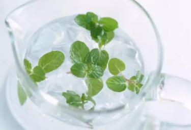 阳台薄荷种植,阳台种菜十大危害薄荷