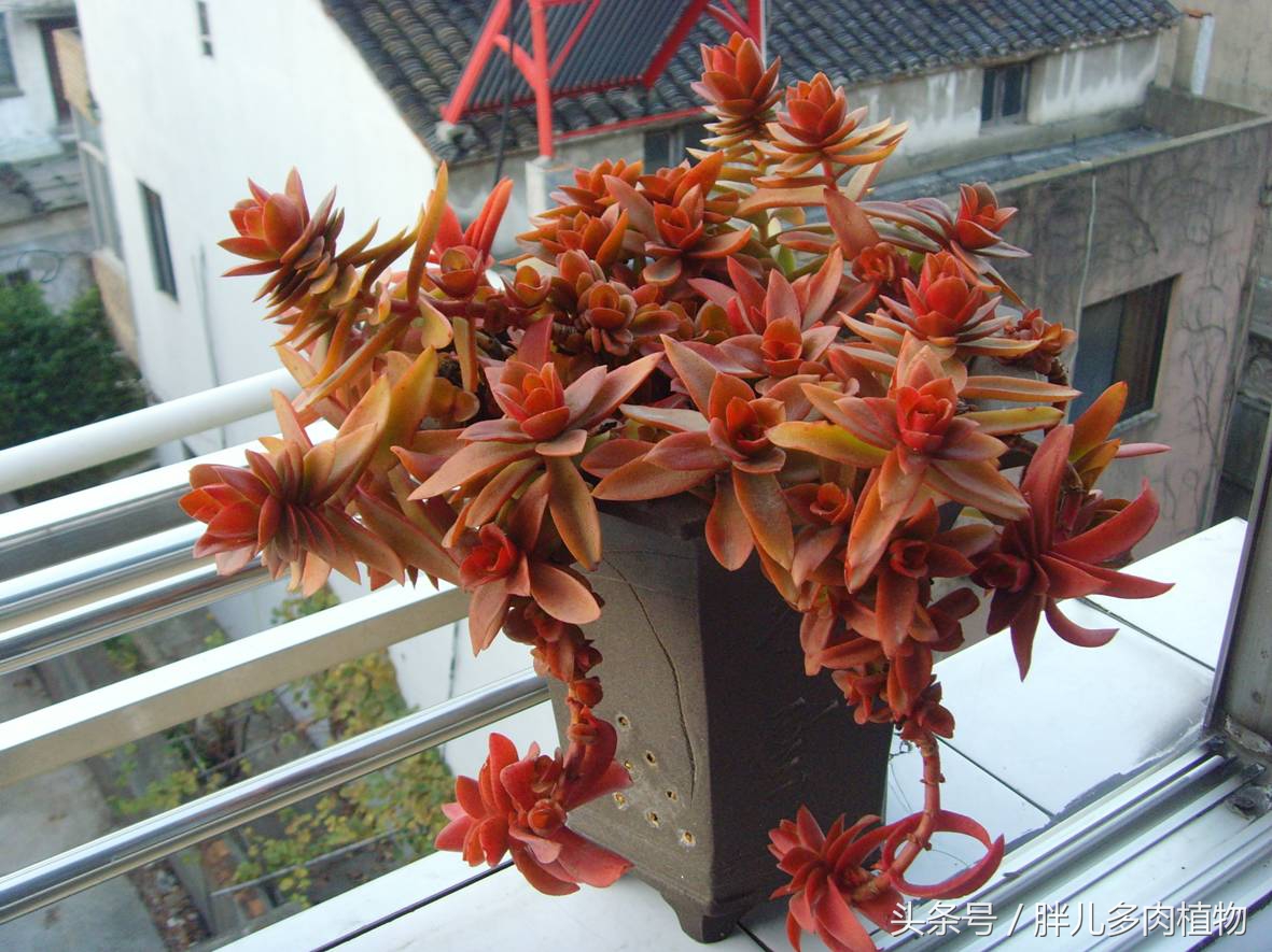 秋火莲多肉,秋火莲和火祭怎样修剪