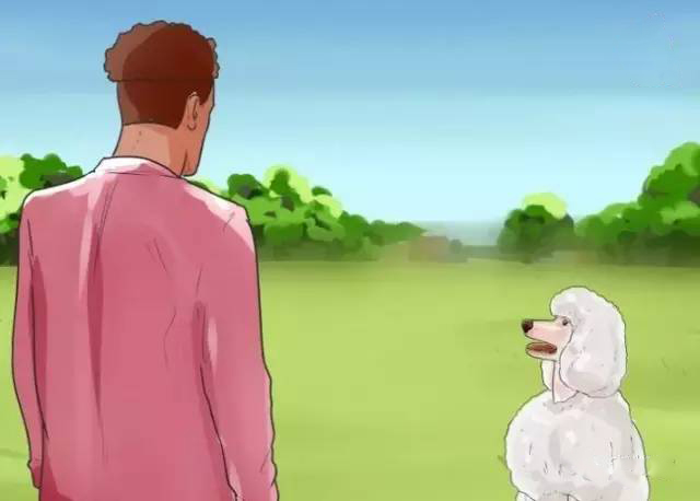 泰迪犬的喂养方法注意事项,泰迪犬的正确喂养方法图解