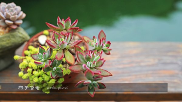 居于涟岸隐于湖,到肇庆体验离尘不离城的精致慢生活