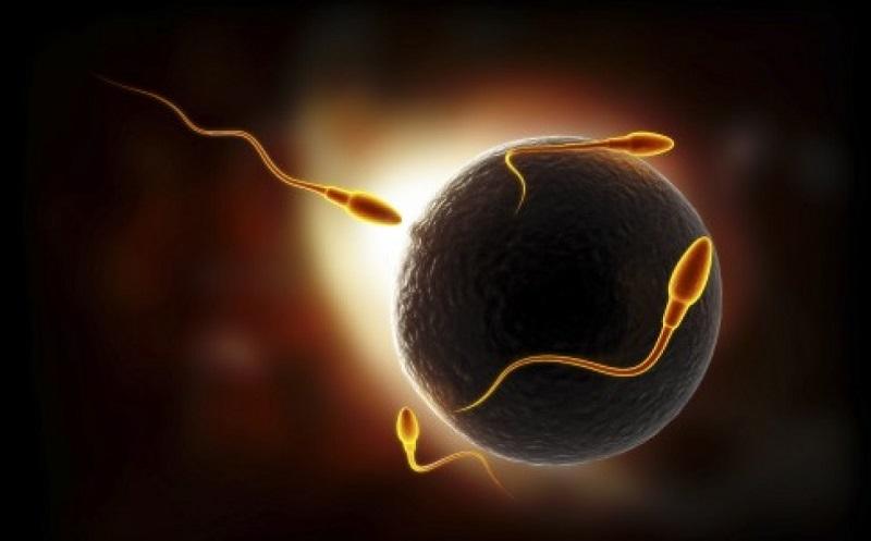 生男生女取决于男方还是女方视频,生男生女真的是取决于男方