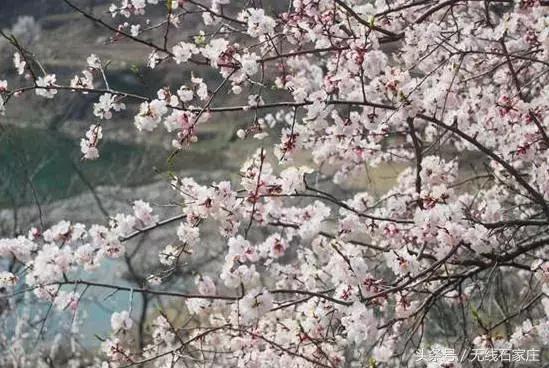 石家庄桃花古镇,石家庄桃花源在哪儿