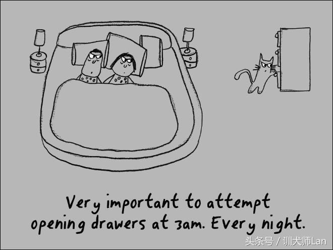 模拟猫咪攻略,驯服猫咪攻略