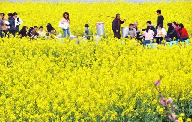 用VR看花海是种怎样的体验？这周就去免费看~