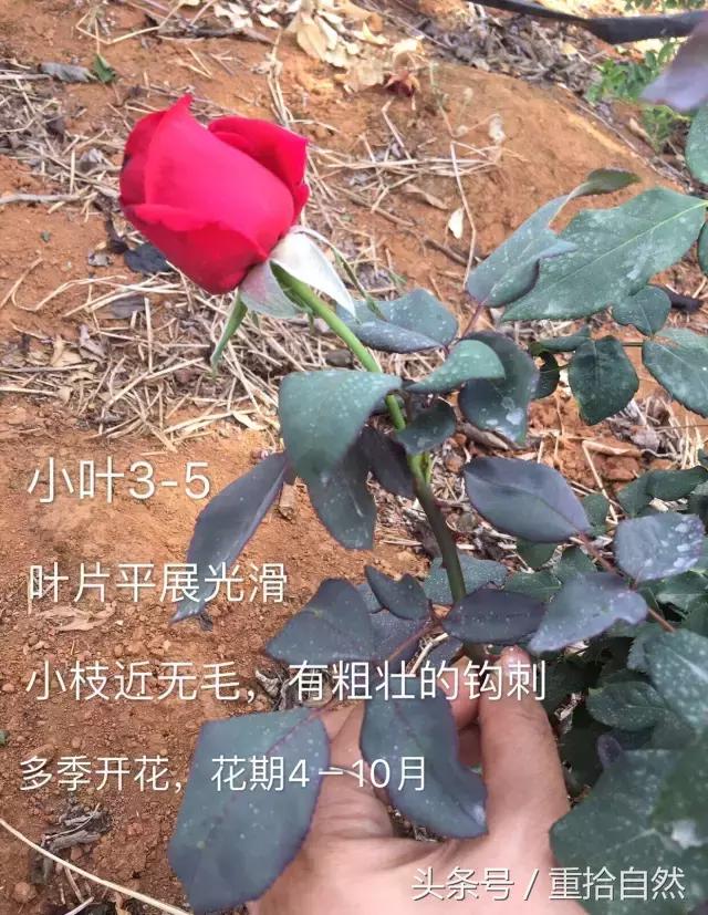 第三朵玫瑰｜鲜花饼里的“墨红”