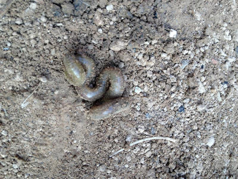 用黑蚯蚓钓黄辣丁,用黑蚯蚓钓什么鱼