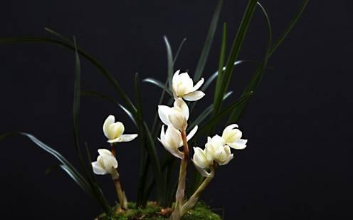 云南兰花名贵品种图片介绍,云南兰花老品种有哪些图片