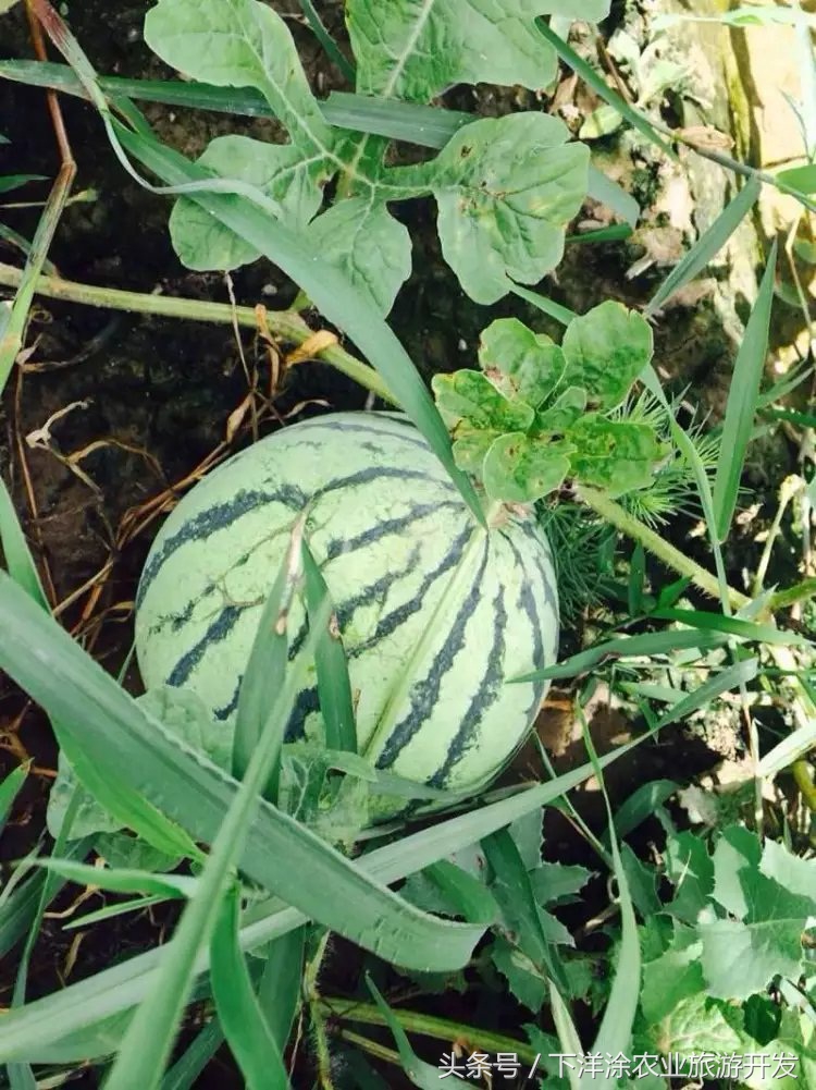 十里春风不如相约下洋涂，宁波不得不去的旅游胜地