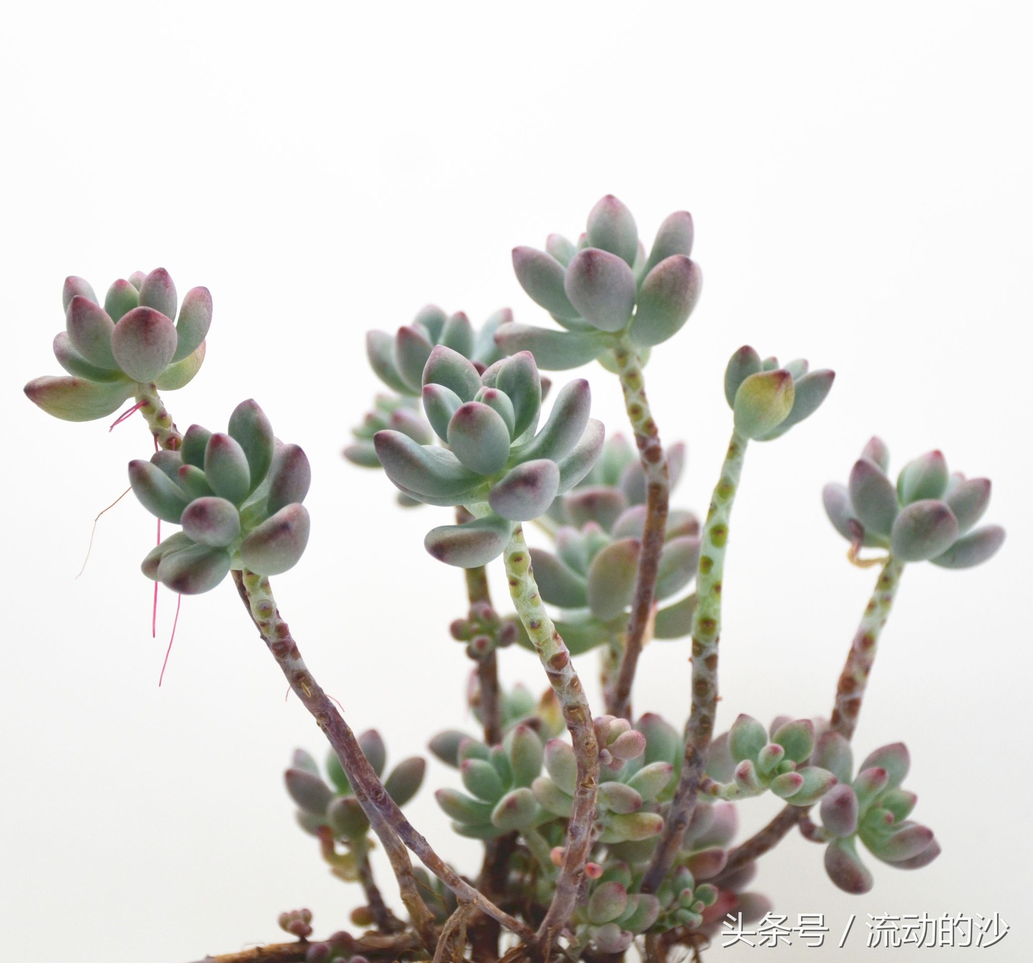 澶氳倝姹ゅ,澶氳倝妞嶇墿姹ゅ