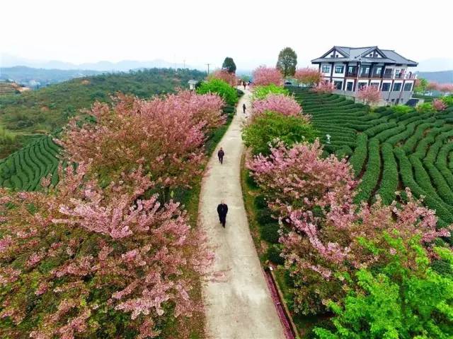 漳平茶山樱花,漳平樱花园景点
