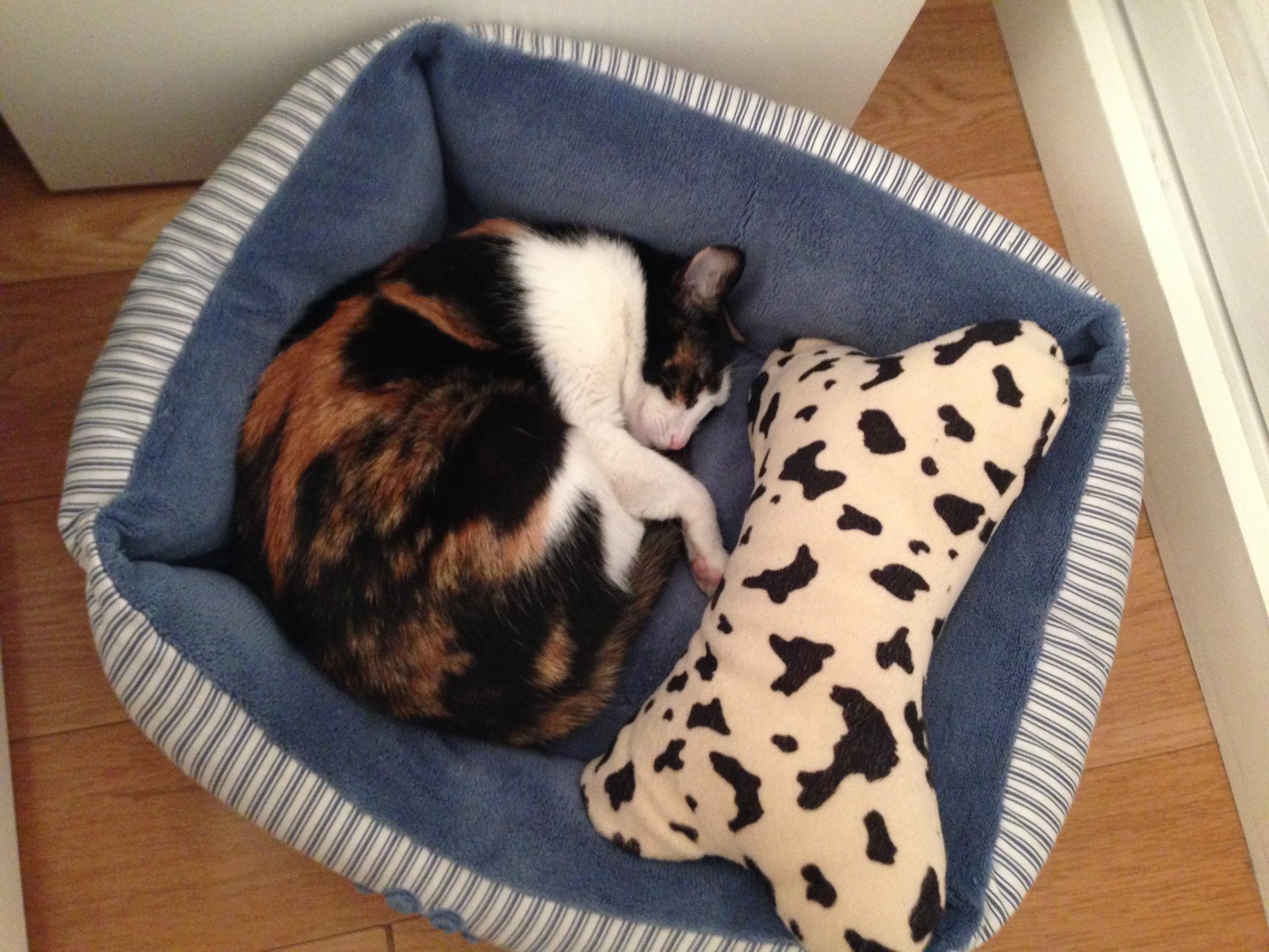 猫咪来到新家不吃不喝咋办,新到家猫咪不吃猫粮怎么办