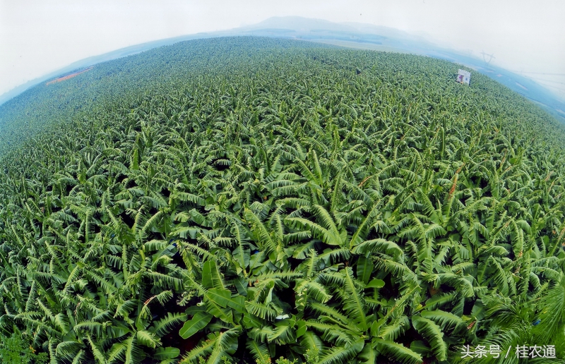 广西为什么适合农业,广西农业哪里最发达