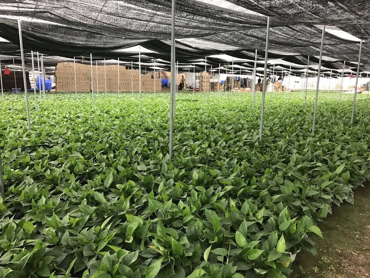 绿萝要怎么装饰才好看,如何将绿萝装饰得更高级