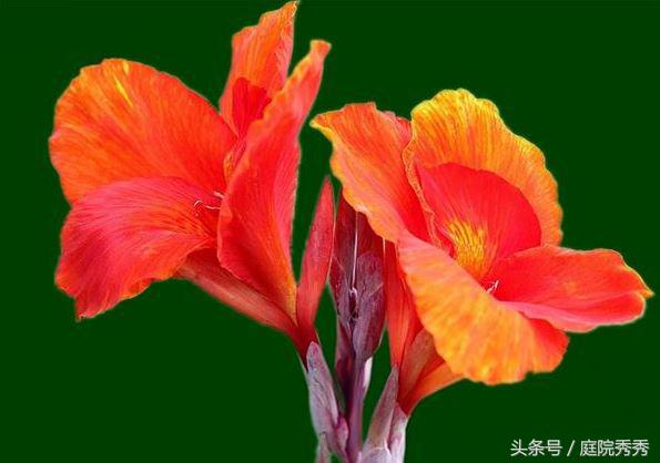 美人蕉几片叶子开花,美人蕉掰开后可以直接种吗