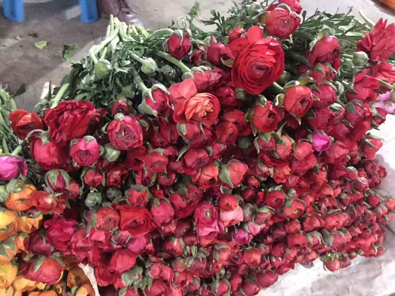 看了这些图，下次去花店你就能把花店里的花花草草叫出名字来了！