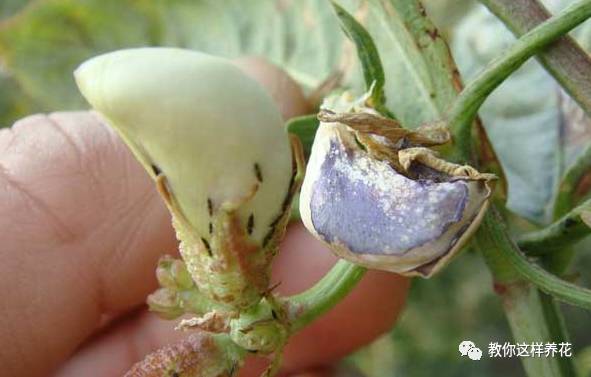 这几种虫子都不知道，怎么能养好花？