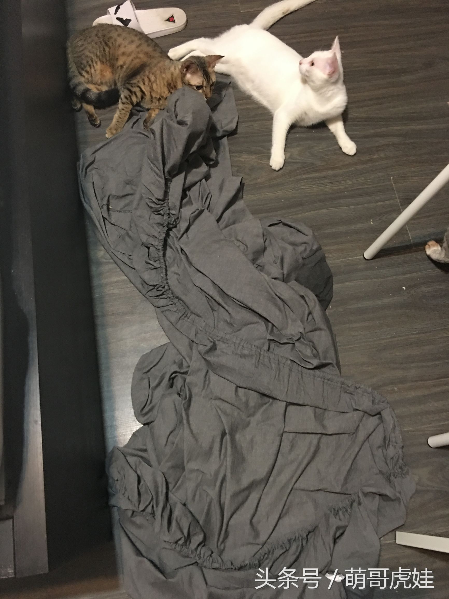 大家都是怎么防止猫尿床的,家有恶猫尿床