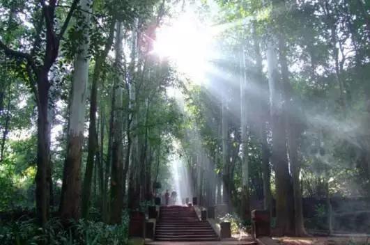 成都周边踏青二日游自驾游,春节成都看花好玩的地方推荐