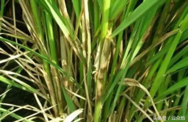 水稻除草剂药害怎么缓解,水稻发生除草剂药害怎么补救