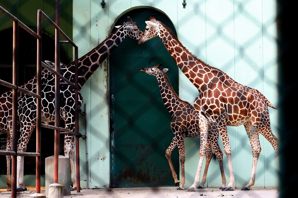 南京春天适合孩子玩的地方,南京情侣适合玩的地方旅游攻略