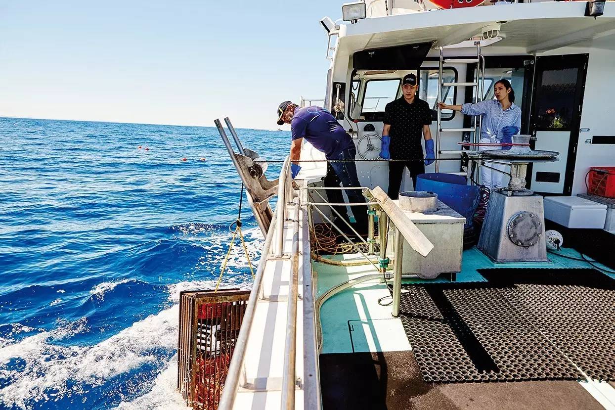 在澳洲抓澳洲小龙虾,澳大利亚捕龙虾