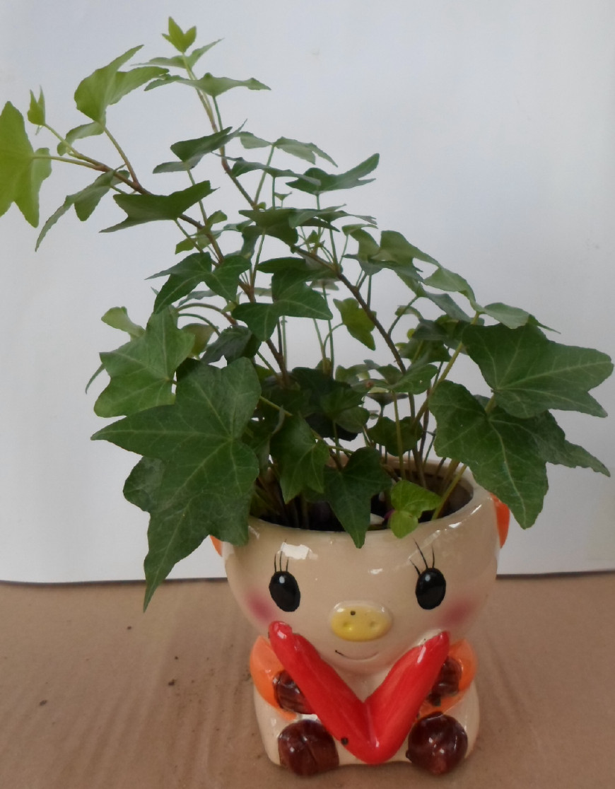 常春藤可以栽在假山上吗,心形常春藤盆栽