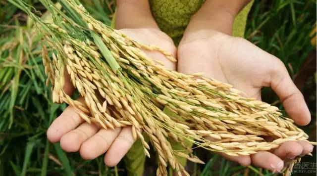 先进的人造大米是什么做的,怎样区分人造大米和自然米