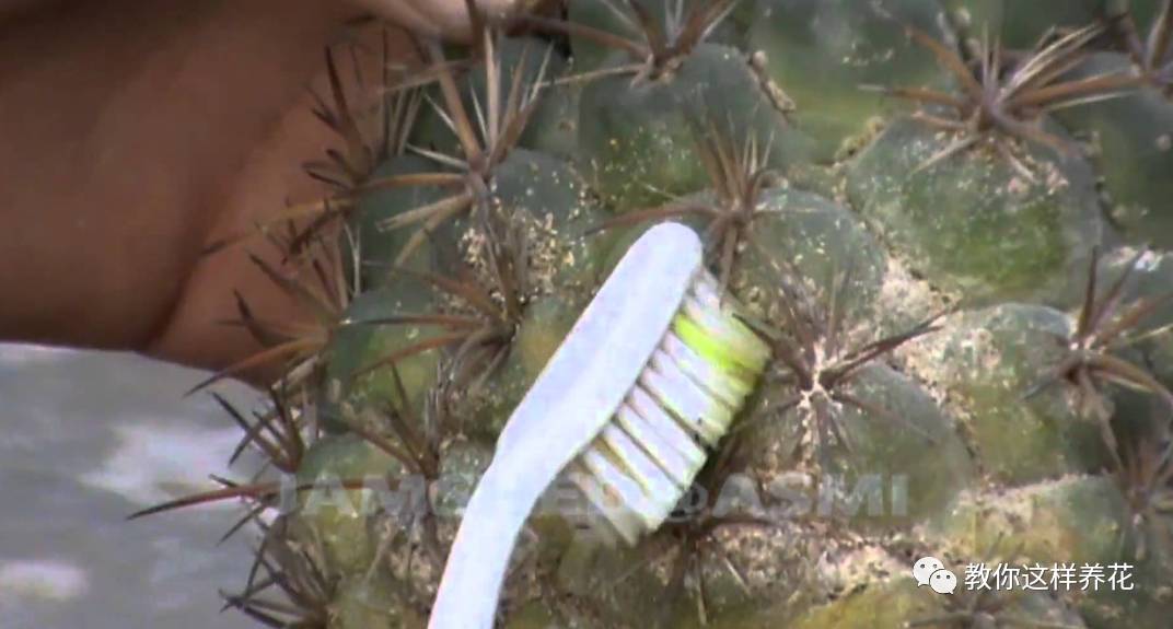 这几种虫子都不知道，怎么能养好花？