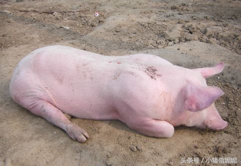 猪场里猪胀气怎么预防,育肥猪胀气的治疗方法