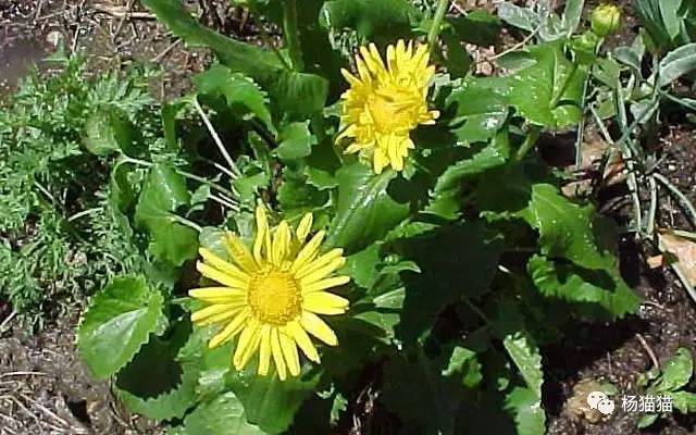 3月28日绿豹毒生日花语