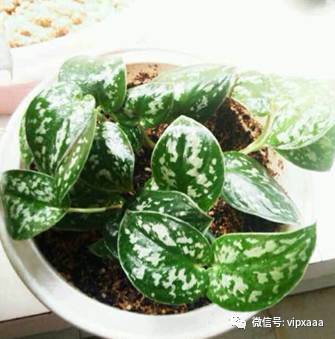 绿萝叶子偏黄的原因及解决方法,绿萝叶子都黄了是什么原因造成的