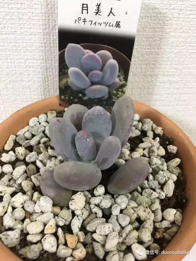 日本最好的多肉大棚,走进日本北海道