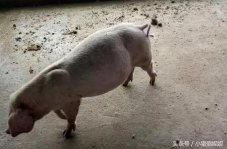 猪场里猪胀气怎么预防,育肥猪胀气的治疗方法