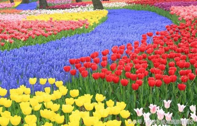 花讯播报泡汤赏花SPA住客房，只在南苑花博园！