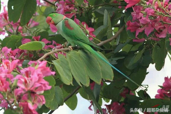 亚历山大鹦鹉的说话视频,亚历山大鹦鹉有分大小体吗