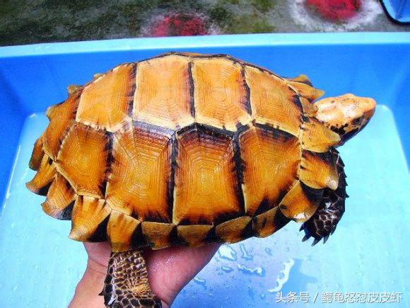 各种宠物龟饲养方法大全,宠物龟超容易养活饲养指南多图