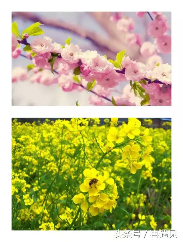 樱花季攻略完整版,樱花上海攻略