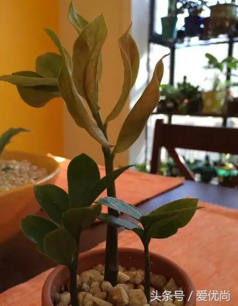 金钱树叶片发黄怎么解决,盆栽金钱树叶子黄了是什么原因