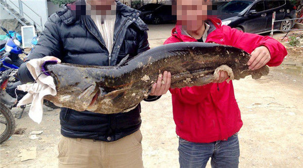 老钓鱼人经验,野钓鲶鱼技巧和方法