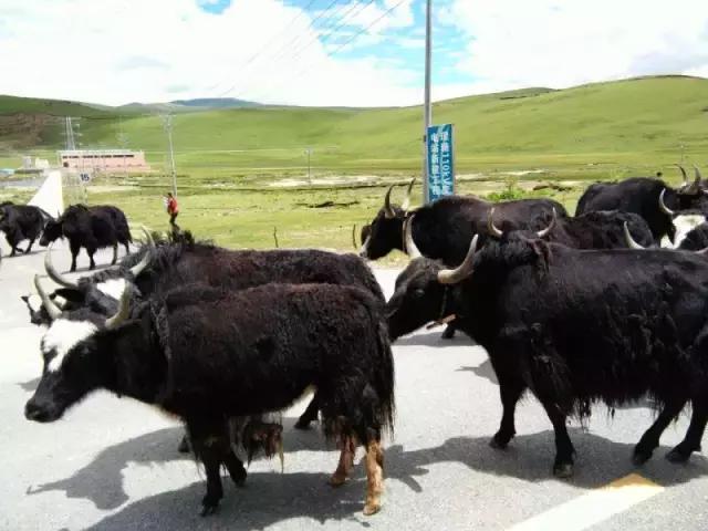 自驾滇藏最全攻略,入藏自驾攻略